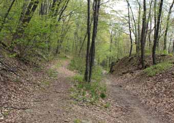 Five Mile Tree, Mauch Chunk Switchback