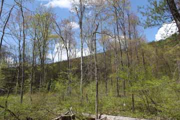 Five Mile Tree - Mt Jefferson, Mauch Chunk Switchback